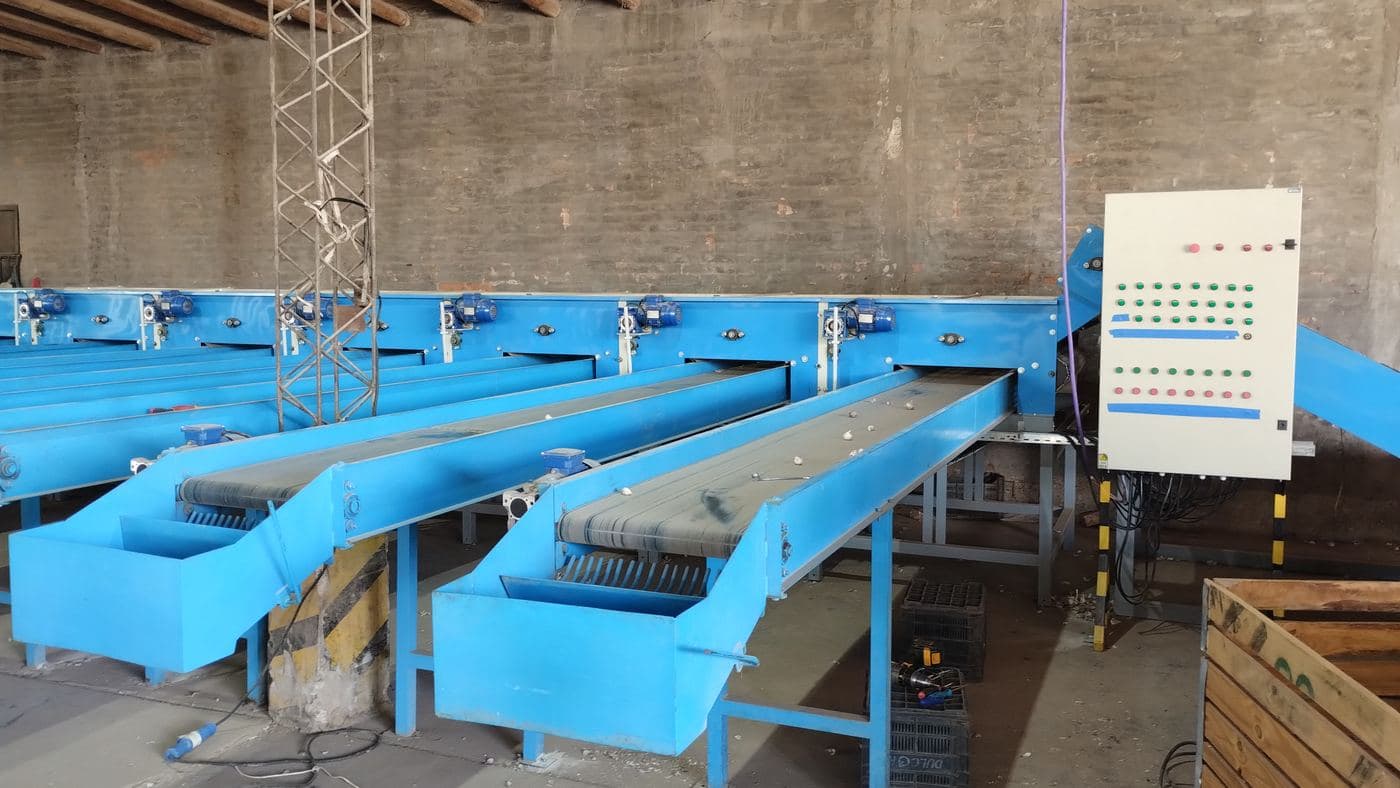 Líneas de selección y empaque de ajo